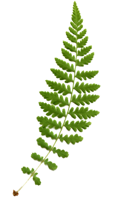 fern