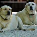 Two yellow labrador retrievers, Liza and Newton pose for the camera.